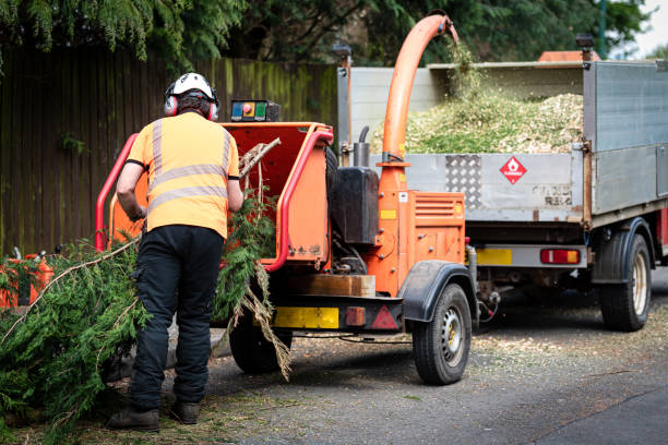 Best Tree Clearing Services  in USA